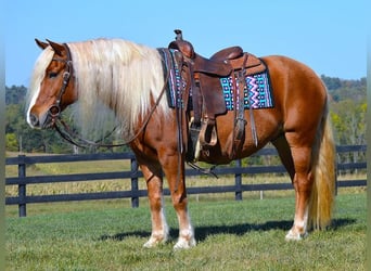 Haflinger / Avelignese, Castrone, 13 Anni, 147 cm, Sauro scuro