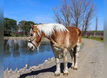 Haflinger / Avelignese, Castrone, 13 Anni, 150 cm, Sauro ciliegia