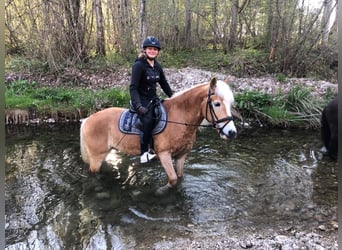 Haflinger / Avelignese, Castrone, 15 Anni, 152 cm, Sauro