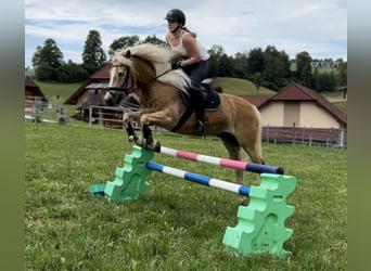 Haflinger / Avelignese, Castrone, 15 Anni, 152 cm, Sauro