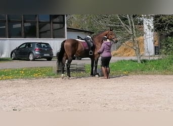 Haflinger / Avelignese, Castrone, 15 Anni, 170 cm, Baio