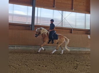 Haflinger / Avelignese Mix, Castrone, 16 Anni, 156 cm, Sauro