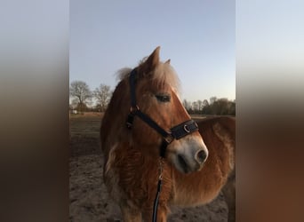 Haflinger / Avelignese, Castrone, 17 Anni, 152 cm, Sauro