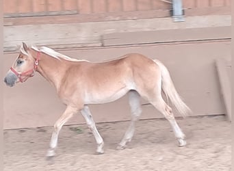 Haflinger / Avelignese, Castrone, 1 Anno, 155 cm, Sauro