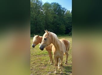 Haflinger / Avelignese, Castrone, 2 Anni, 143 cm, Sauro ciliegia