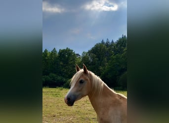 Haflinger / Avelignese, Castrone, 2 Anni, 143 cm, Sauro ciliegia