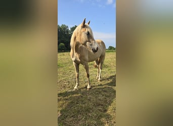 Haflinger / Avelignese, Castrone, 2 Anni, 143 cm, Sauro ciliegia