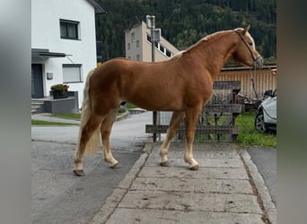 Haflinger / Avelignese, Castrone, 2 Anni, 148 cm