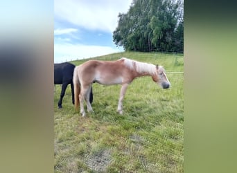 Haflinger / Avelignese, Castrone, 2 Anni, 150 cm, Sauro