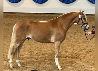 Haflinger / Avelignese, Castrone, 2 Anni, 150 cm, Sauro