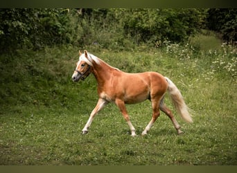 Haflinger / Avelignese, Castrone, 2 Anni, 150 cm, Sauro