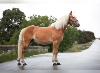 Haflinger / Avelignese, Castrone, 2 Anni, 150 cm, Sauro