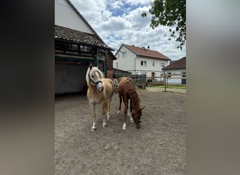 Haflinger / Avelignese, Castrone, 2 Anni, Sauro