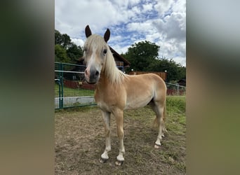 Haflinger / Avelignese, Castrone, 2 Anni, Sauro