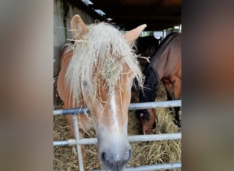 Haflinger / Avelignese, Castrone, 2 Anni, Sauro