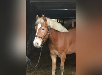 Haflinger / Avelignese, Castrone, 3 Anni, 145 cm, Sauro