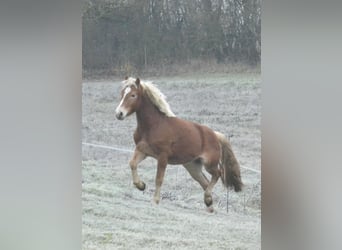 Haflinger / Avelignese, Castrone, 3 Anni, 145 cm, Sauro