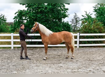 Haflinger / Avelignese, Castrone, 3 Anni, 146 cm, Sauro