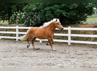 Haflinger / Avelignese, Castrone, 3 Anni, 146 cm, Sauro