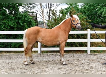 Haflinger / Avelignese, Castrone, 3 Anni, 146 cm, Sauro