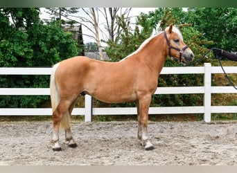 Haflinger / Avelignese, Castrone, 3 Anni, 146 cm, Sauro