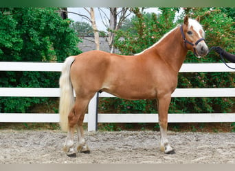 Haflinger / Avelignese, Castrone, 3 Anni, 146 cm, Sauro