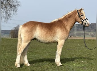 Haflinger / Avelignese, Castrone, 3 Anni, 147 cm, Sauro