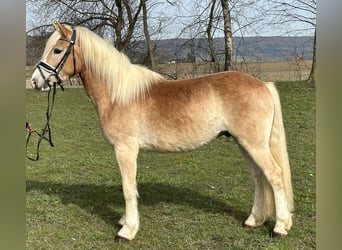 Haflinger / Avelignese, Castrone, 3 Anni, 147 cm, Sauro