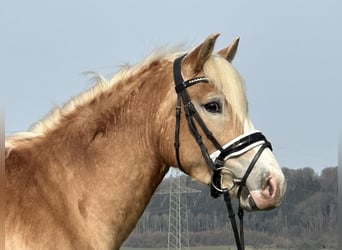 Haflinger / Avelignese, Castrone, 3 Anni, 147 cm, Sauro