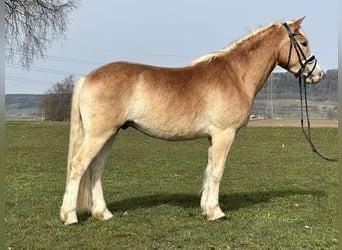 Haflinger / Avelignese, Castrone, 3 Anni, 147 cm, Sauro