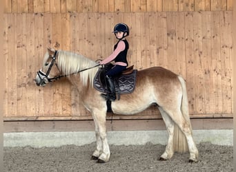 Haflinger / Avelignese, Castrone, 3 Anni, 147 cm, Sauro