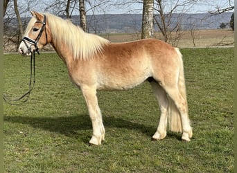 Haflinger / Avelignese, Castrone, 3 Anni, 147 cm, Sauro