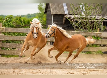 Haflinger / Avelignese, Castrone, 3 Anni, 148 cm, Sauro