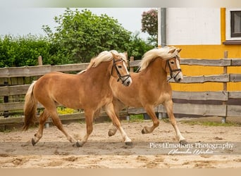 Haflinger / Avelignese, Castrone, 3 Anni, 148 cm, Sauro