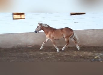 Haflinger / Avelignese, Castrone, 3 Anni, 148 cm, Sauro