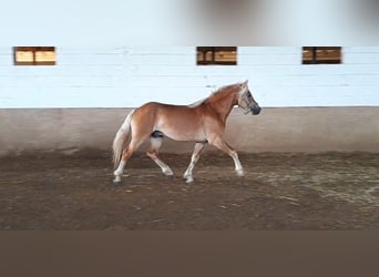 Haflinger / Avelignese, Castrone, 3 Anni, 148 cm, Sauro