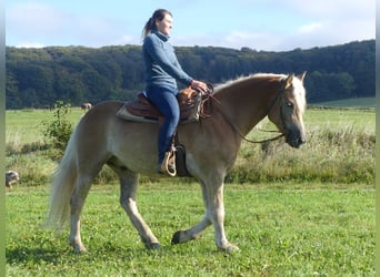 Haflinger / Avelignese, Castrone, 3 Anni, 152 cm, Sauro