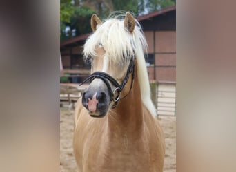 Haflinger / Avelignese, Castrone, 3 Anni, 153 cm, Sauro