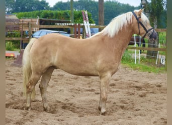 Haflinger / Avelignese, Castrone, 3 Anni, 153 cm, Sauro