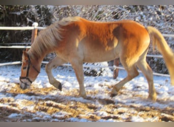 Haflinger / Avelignese, Castrone, 3 Anni, 155 cm, Sauro