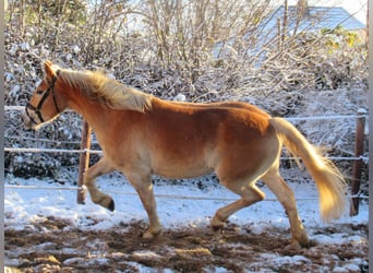 Haflinger / Avelignese, Castrone, 3 Anni, 155 cm, Sauro