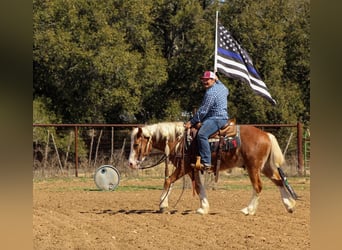 Haflinger / Avelignese, Castrone, 4 Anni, 142 cm, Sauro ciliegia