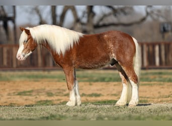 Haflinger / Avelignese, Castrone, 4 Anni, 142 cm, Sauro ciliegia