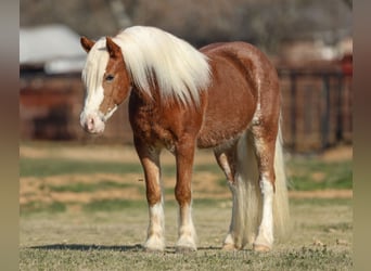 Haflinger / Avelignese, Castrone, 4 Anni, 142 cm, Sauro ciliegia