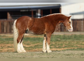 Haflinger / Avelignese, Castrone, 4 Anni, 142 cm, Sauro ciliegia