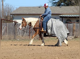 Haflinger / Avelignese, Castrone, 4 Anni, 142 cm, Sauro ciliegia