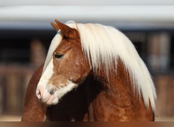 Haflinger / Avelignese, Castrone, 4 Anni, 142 cm, Sauro ciliegia