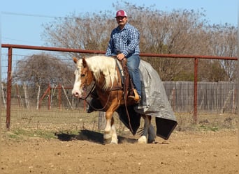 Haflinger / Avelignese, Castrone, 4 Anni, 142 cm, Sauro ciliegia