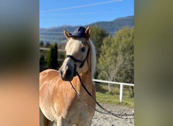Haflinger / Avelignese, Castrone, 4 Anni, 145 cm, Sauro