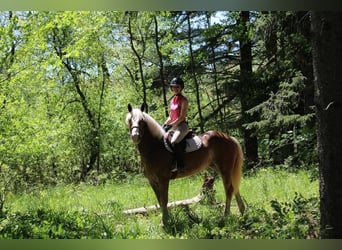 Haflinger / Avelignese, Castrone, 4 Anni, 147 cm, Sauro ciliegia